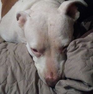 Meet your Posher, Trisha